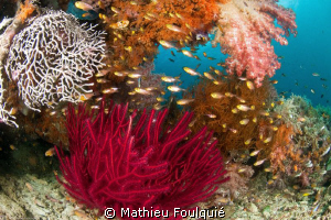Raja Ampat by Mathieu Foulquié 